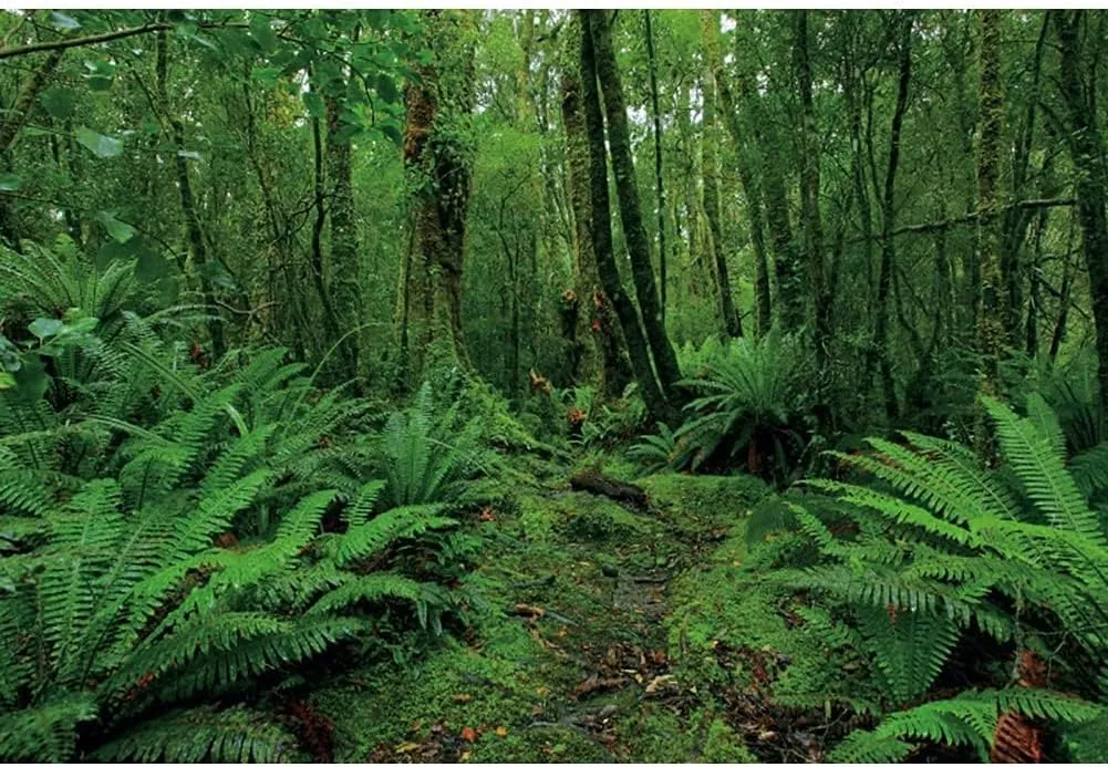 10x8ft Green Jungle Forest Backdrop for Photography Spring Woods Rainforest Backdrop Natural Scenery Wonderland Background Camping Adventure Baby Shower Birthday Party Photo Booth Studio Props
