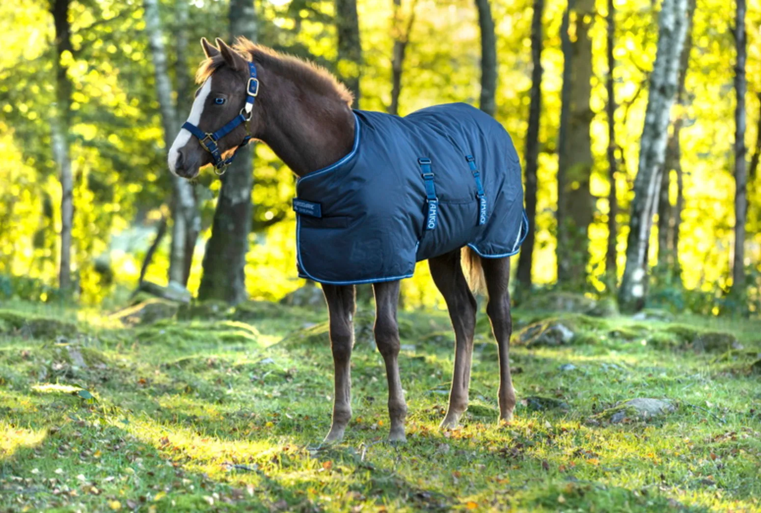Amigo Ripstop 900D Foal Turnout 50g, Black